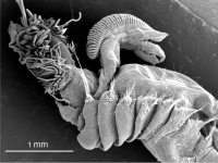 Scanning Electron Microscope (SEM) fotografija prednjeg dijela tijela vrste Terebellides mediterranea